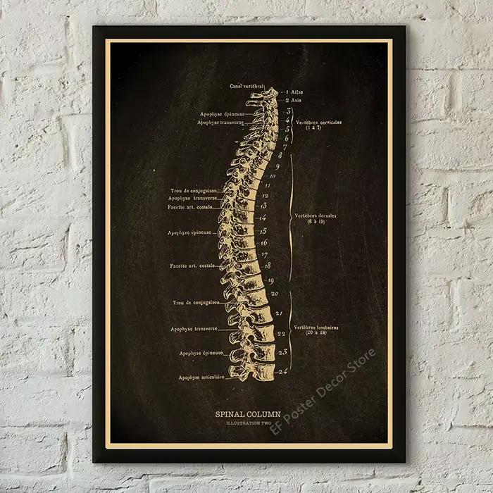 Affiche médicale Vintage, Illustration d'anatomie, affiches imprimées, Cage nerveuse/cœur humain/cer