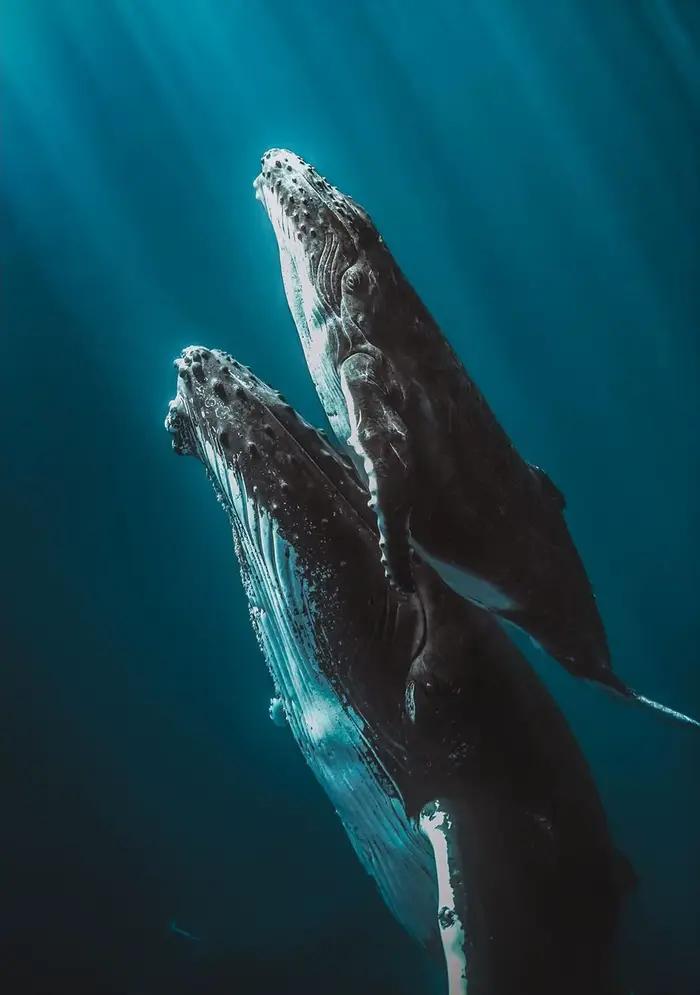 Affiches d'art de créatures marines, baleine géante, requins, tortue, peinture sur toile d'animaux, 