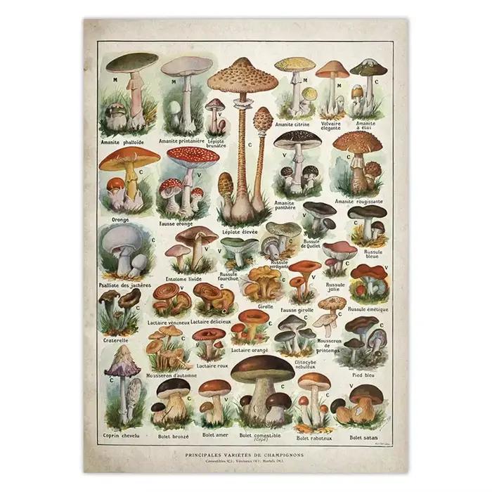 Affiche botanique dos pour chambres plus lentes Champignons, tableau de référence d'identification, 