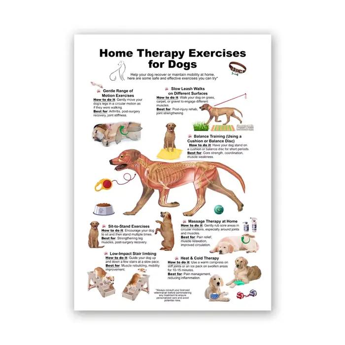 Affiche de diagramme d'anatomie de chien, gardez votre chien et chat, impression saine, peinture sur