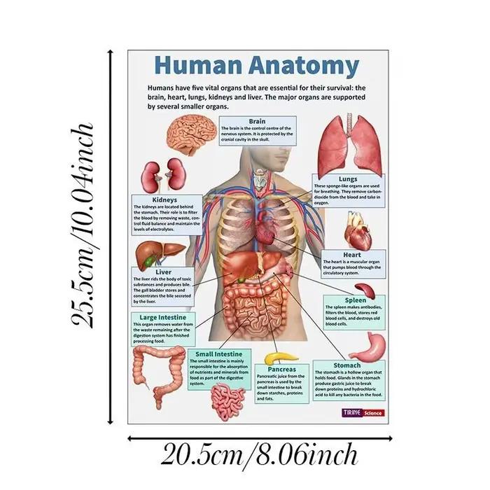 Affiche d'anatomie humaine, 16 pièces, organes humains, cerveau, foie, cœur, salle de classe médical