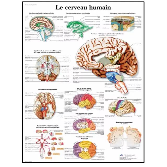 Affiche HD d'anatomie humaine, os d'organes corporels, peinture sur toile, Art Mural, école médicale