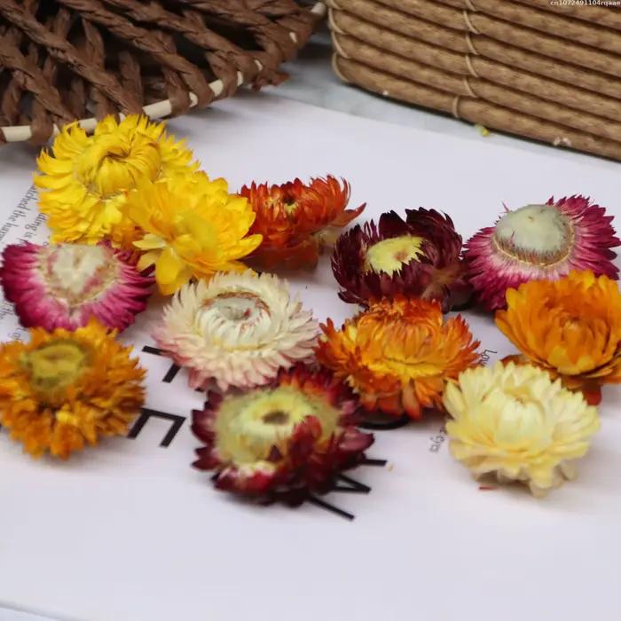 Têtes de fleurs séchées naturelles (tournesol, marguerite, chrysanthème) pour décoration murale inté