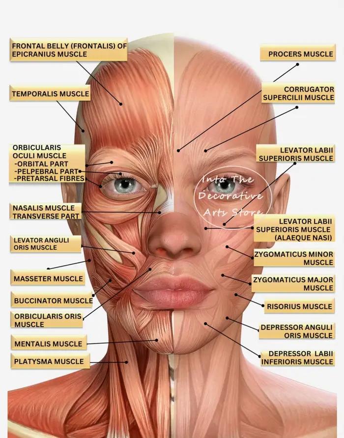 Peinture sur toile simple, vaisseaux musculaires du visage, éducation artistique détaillée, beauté m