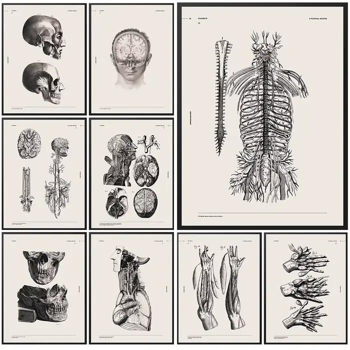 Affiches d'art sur l'anatomie antique