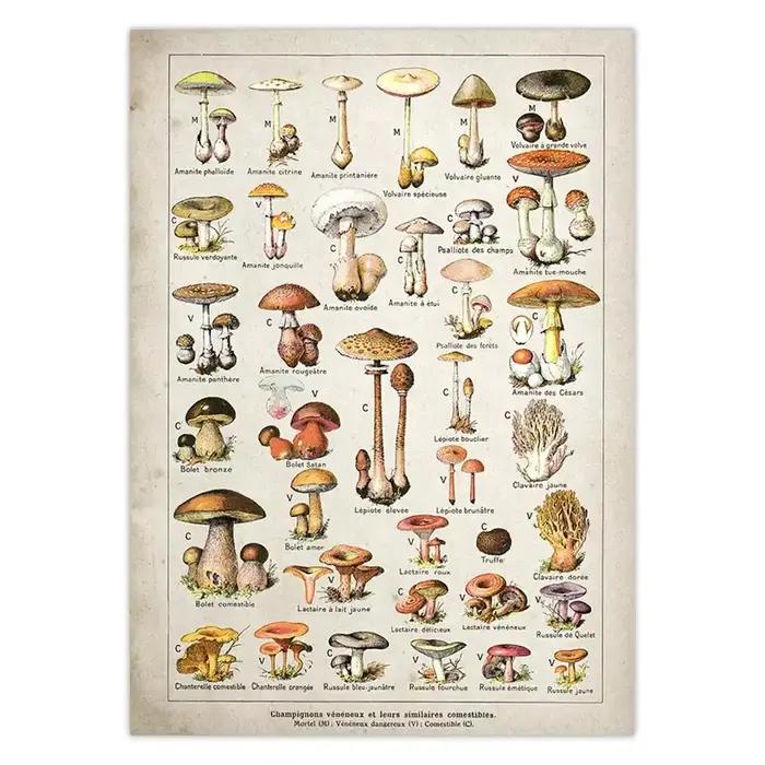 Affiche botanique dos pour chambres plus lentes Champignons