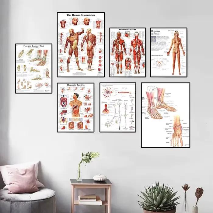 Affiche HD d'anatomie humaine
