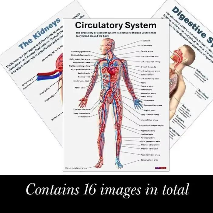 Affiche d'anatomie humaine