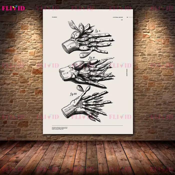Affiches d'art sur l'anatomie antique