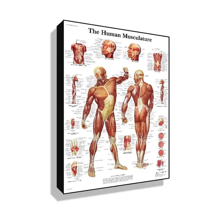 Affiche HD d'anatomie humaine