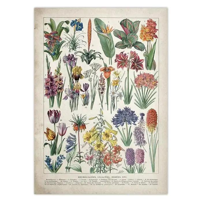 Affiche botanique dos pour chambres plus lentes Champignons
