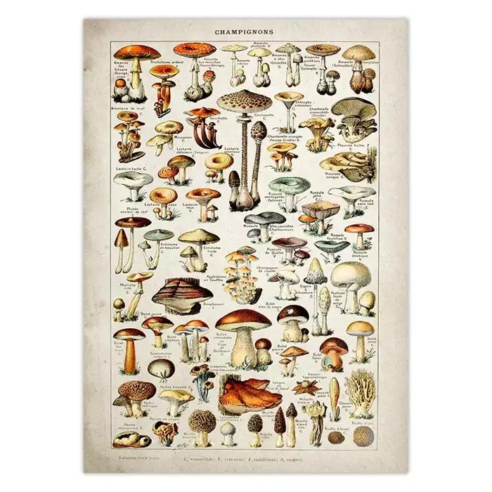 Affiche botanique dos pour chambres plus lentes Champignons