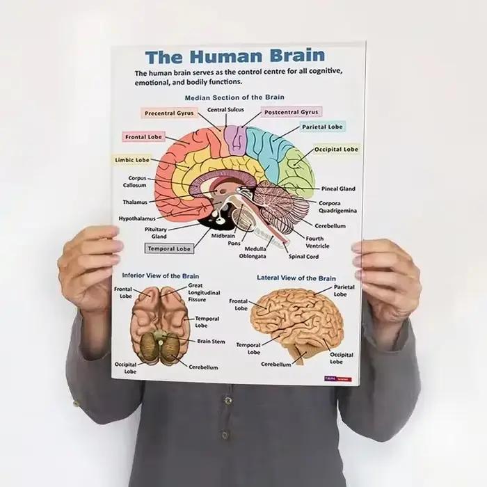 Affiche d'anatomie humaine