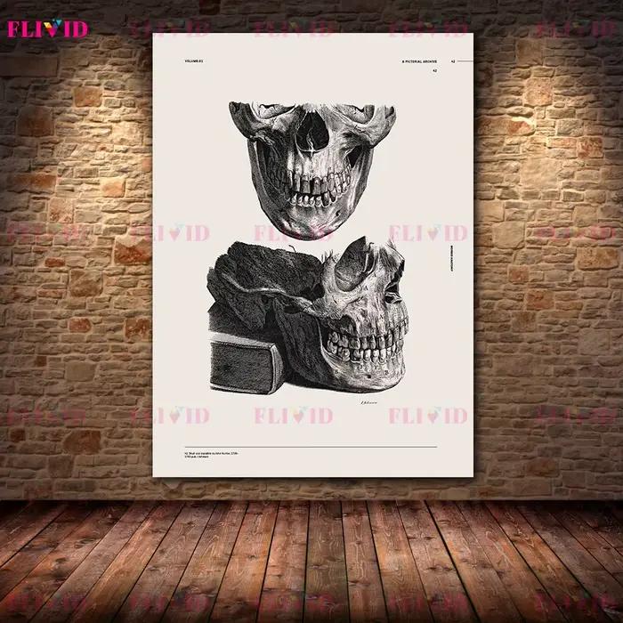 Affiches d'art sur l'anatomie antique