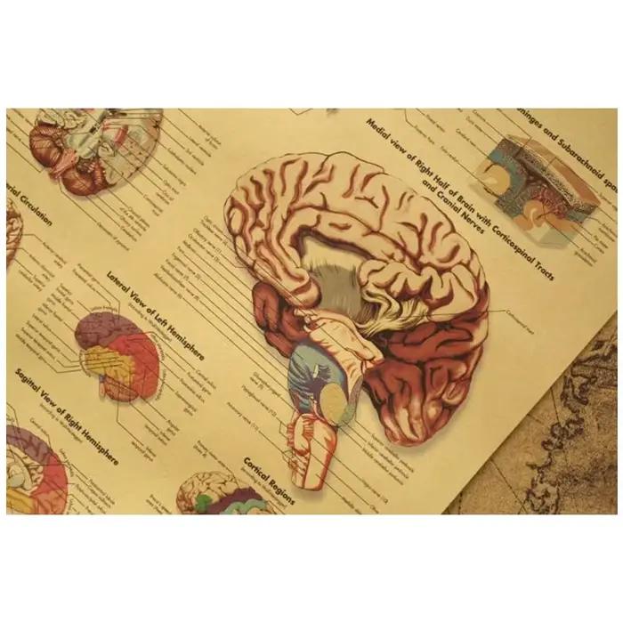 Affiche Vintage cerveau humain