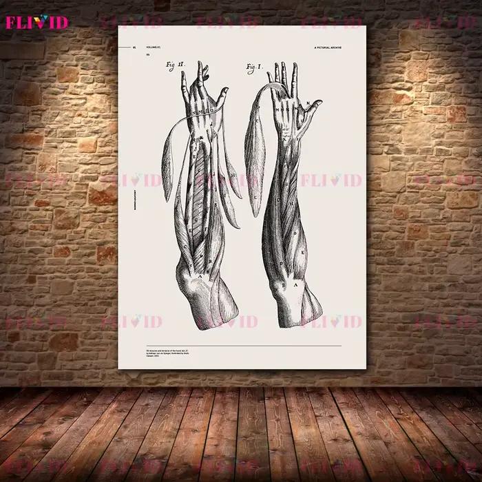 Affiches d'art sur l'anatomie antique