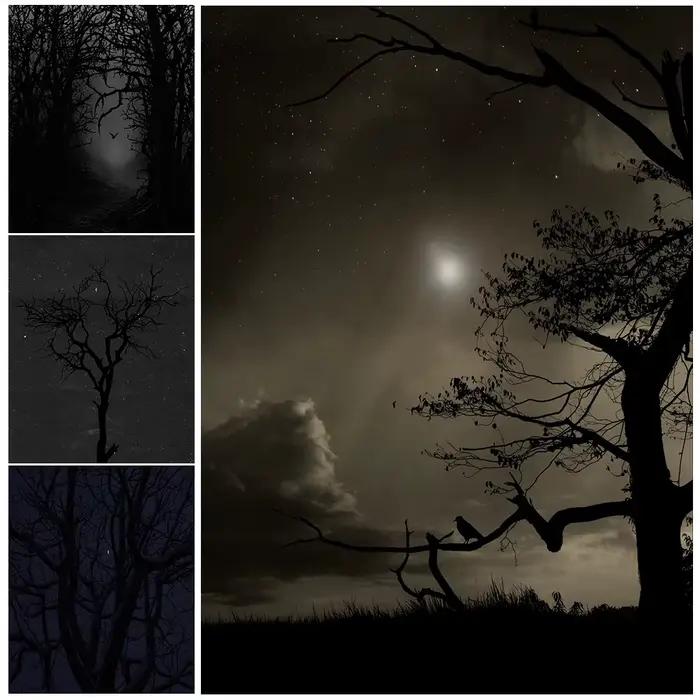 Nuits silencieuses et forêt effrayante