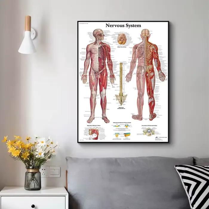 Affiche HD d'anatomie humaine