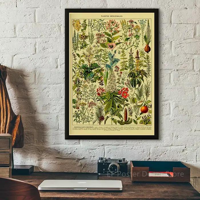 Affiche d'illustration botanique Antique