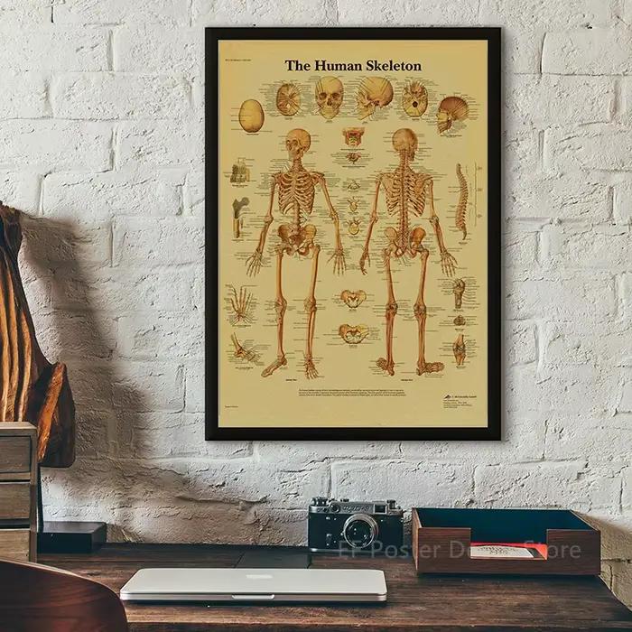 Affiche d'Anatomie et de Physiologie