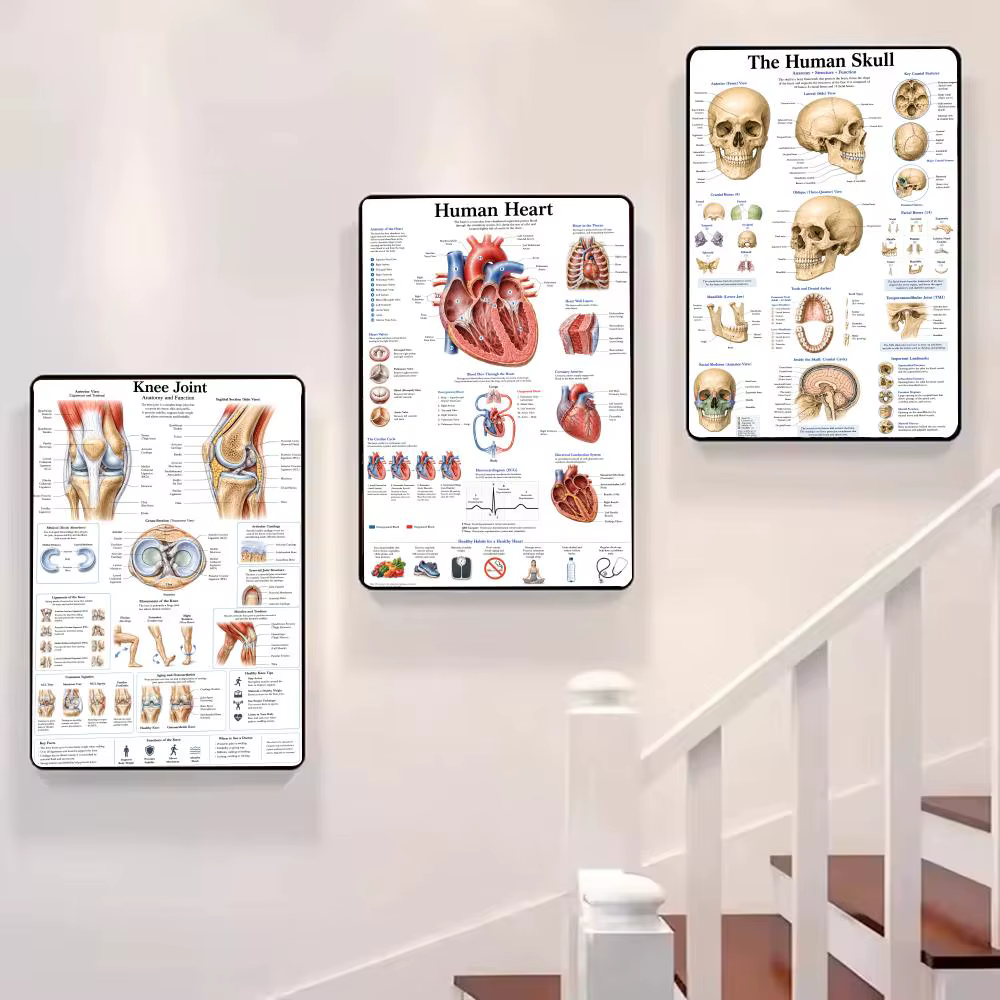 Anatomie de l'œil humain, système musculaire, peinture, calligraphie, images, décoration murale intérieure pour chambre, affiche sur toile, art mural