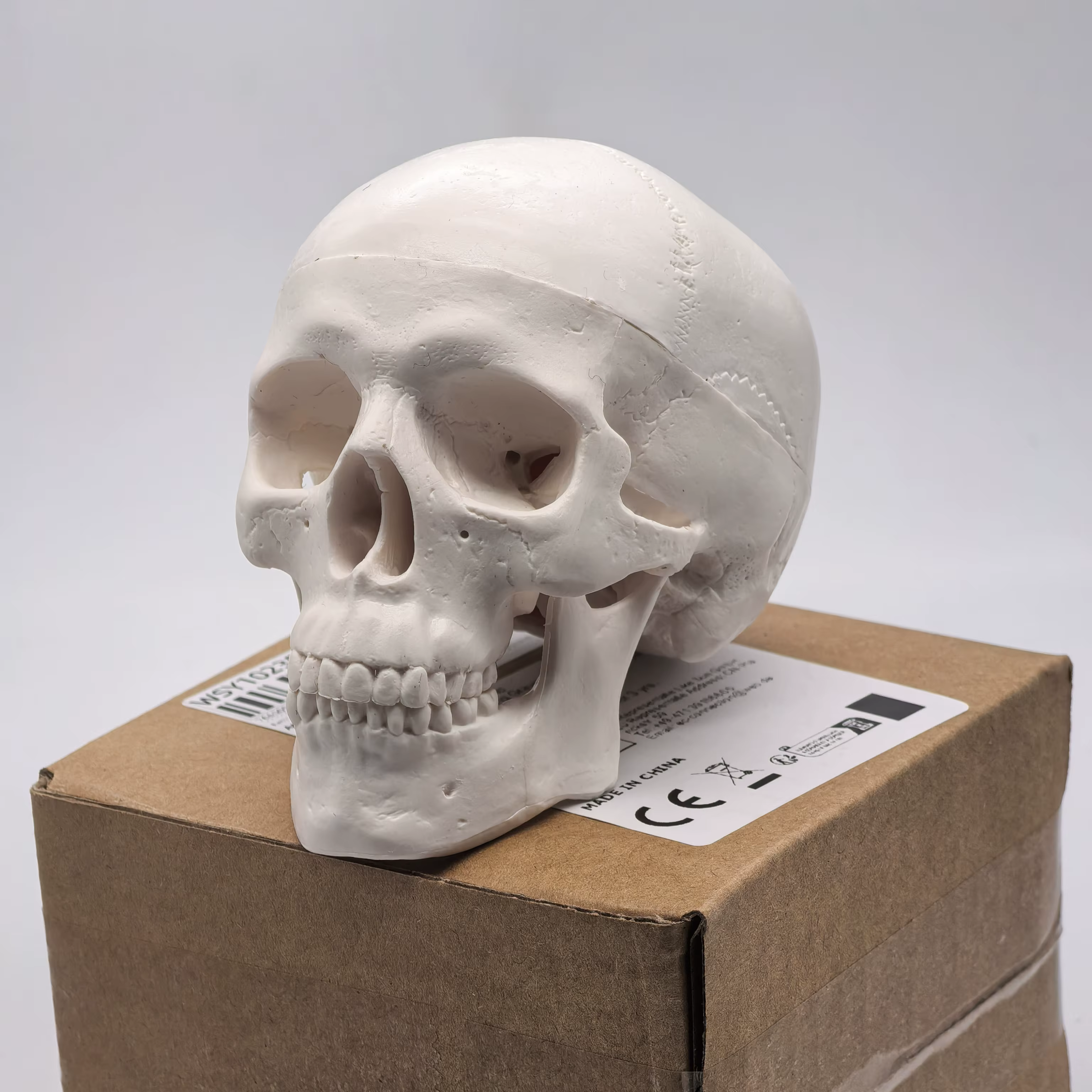 Modèle de crâne humain de table-tête d'étude anatomique pour l'enseignement médical, démonstration d'anatomie 3D, fournitures pour étudiants dentaires, sciences