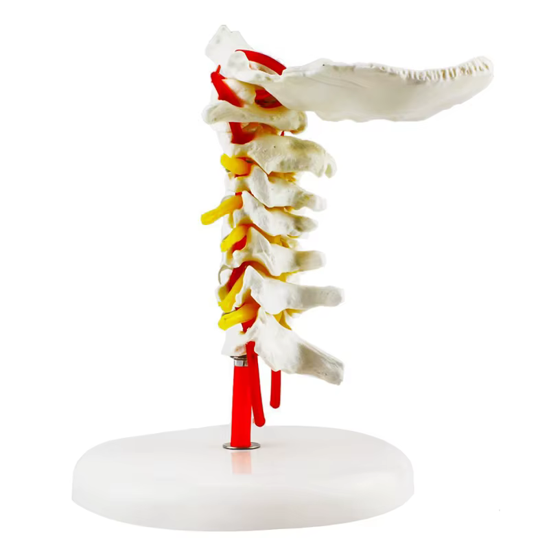 Modèle anatomique humain modèle de vertèbre cervicale colonne cervicale avec artère du cou disque d'os occipital et modèle nerveux