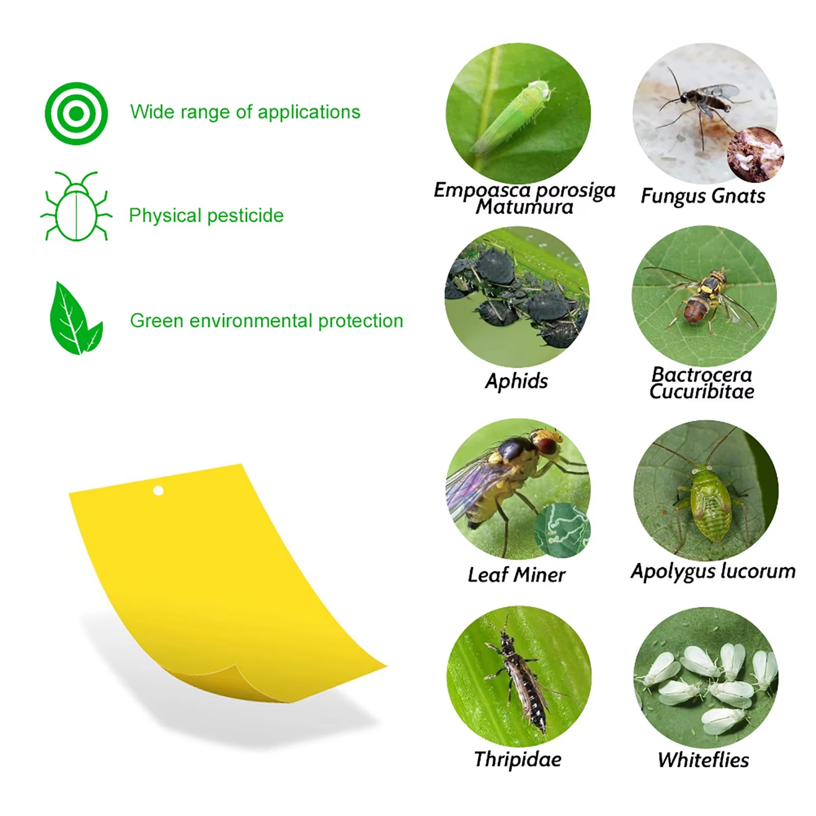 Lot de 20 à 200 Pièces d'Autocollants pour l'Extérieur, Piège à Mouches, Double Face, pour Plantes, Moustiques