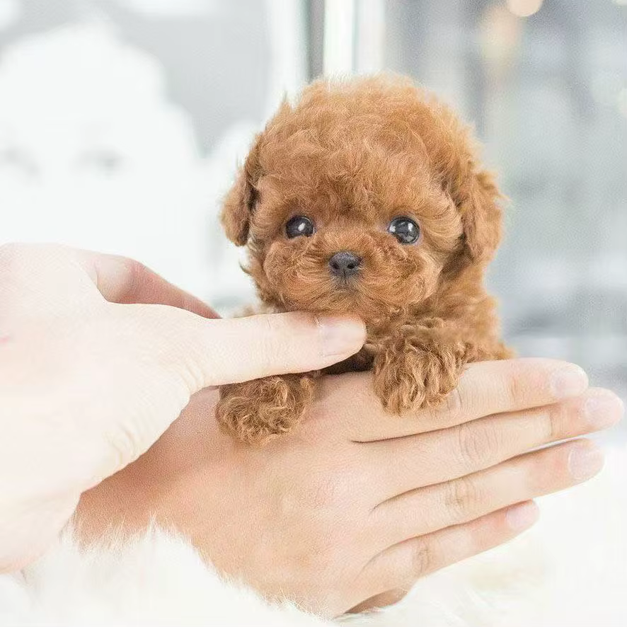 Nouveau chiot robot en peluche mignon, interactif, qui marche, qui aboie, qui fait bouger la queue, jouet en peluche pour enfants (sans batterie)