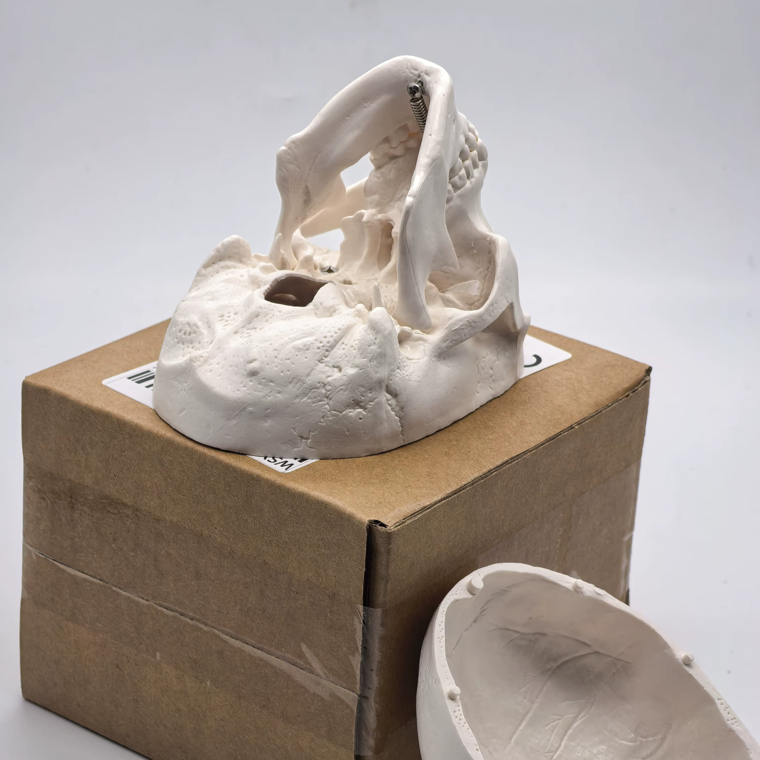 Modèle de crâne humain de table-tête d'étude anatomique pour l'enseignement médical, démonstration d'anatomie 3D, fournitures pour étudiants dentaires, sciences