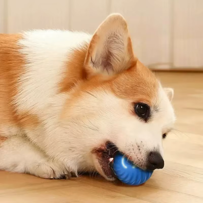 Balle de jeu pour chien, balle automatique qui bouge, rebondit et roule, balle intelligente USB pour chiot, jouet interactif pour chien, balle à mâcher