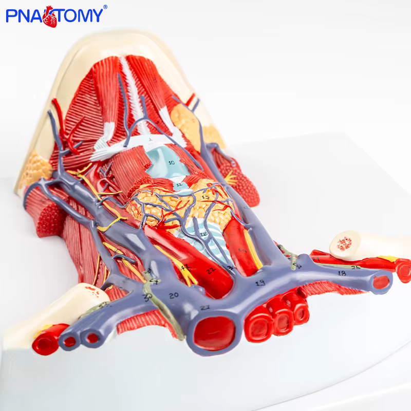 Anatomie complète du cou : modèle médical détaillé avec les muscles, les vaisseaux sanguins, les nerfs et les vertèbres cervicales