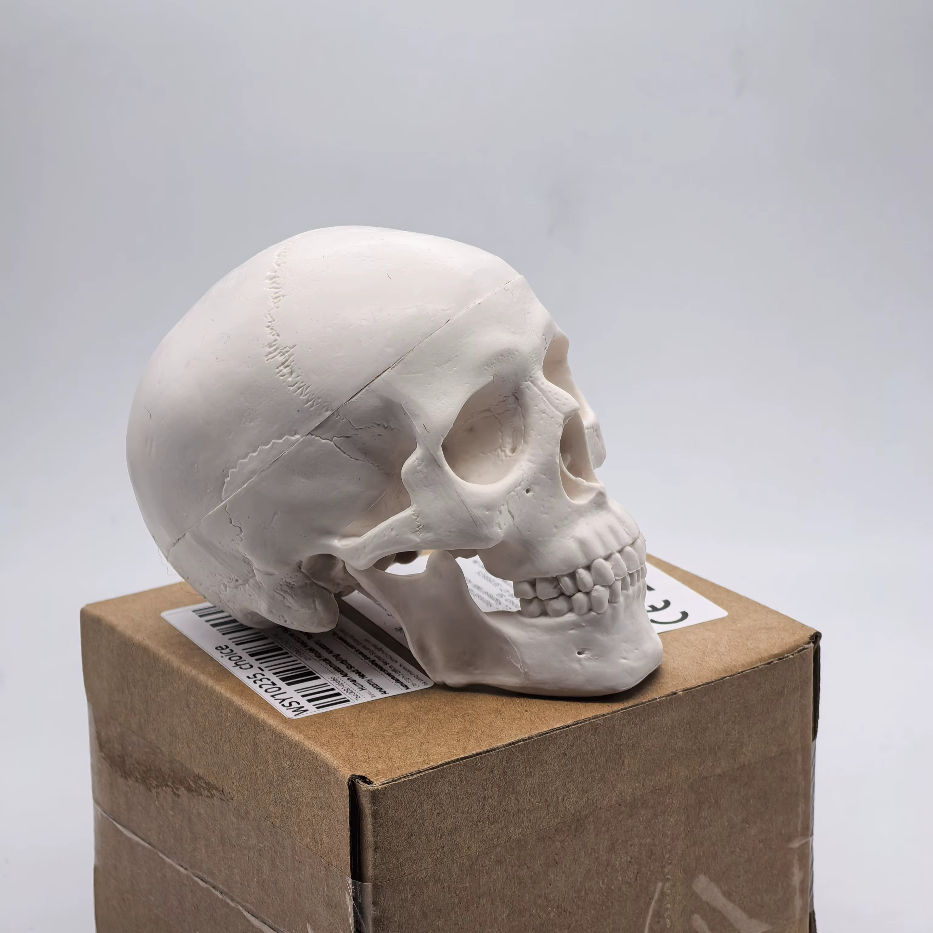 Modèle de crâne humain de table-tête d'étude anatomique pour l'enseignement médical, démonstration d'anatomie 3D, fournitures pour étudiants dentaires, sciences