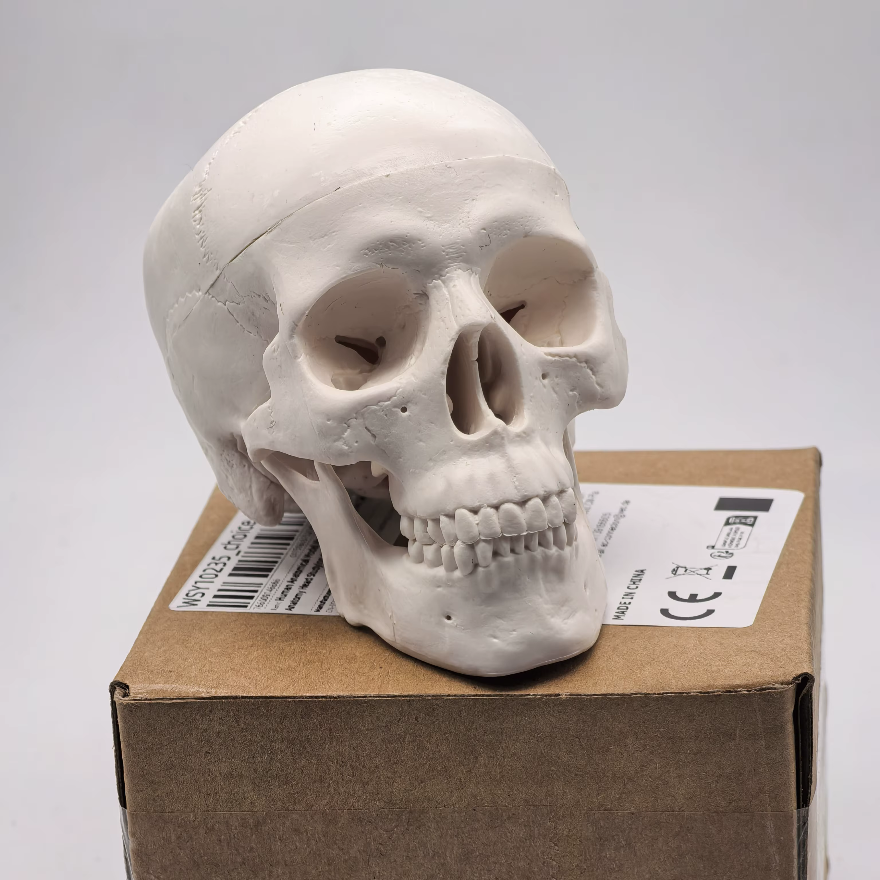 Modèle de crâne humain de table-tête d'étude anatomique pour l'enseignement médical, démonstration d'anatomie 3D, fournitures pour étudiants dentaires, sciences