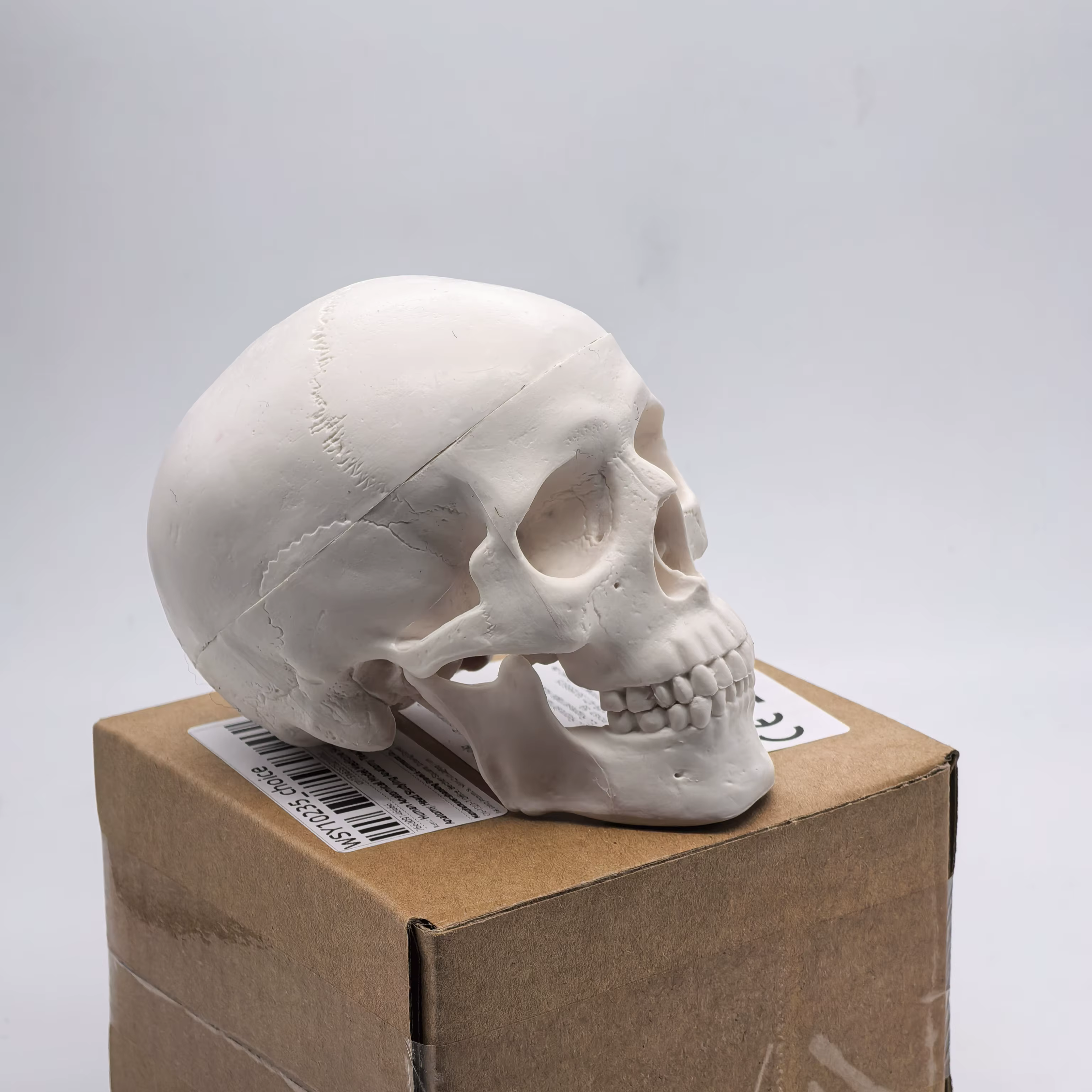 Modèle de crâne humain de table-tête d'étude anatomique pour l'enseignement médical, démonstration d'anatomie 3D, fournitures pour étudiants dentaires, sciences