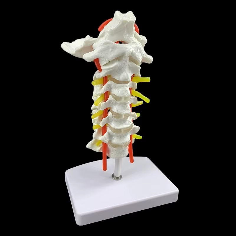Modèle anatomique humain modèle de vertèbre cervicale colonne cervicale avec artère du cou disque d'os occipital et modèle nerveux