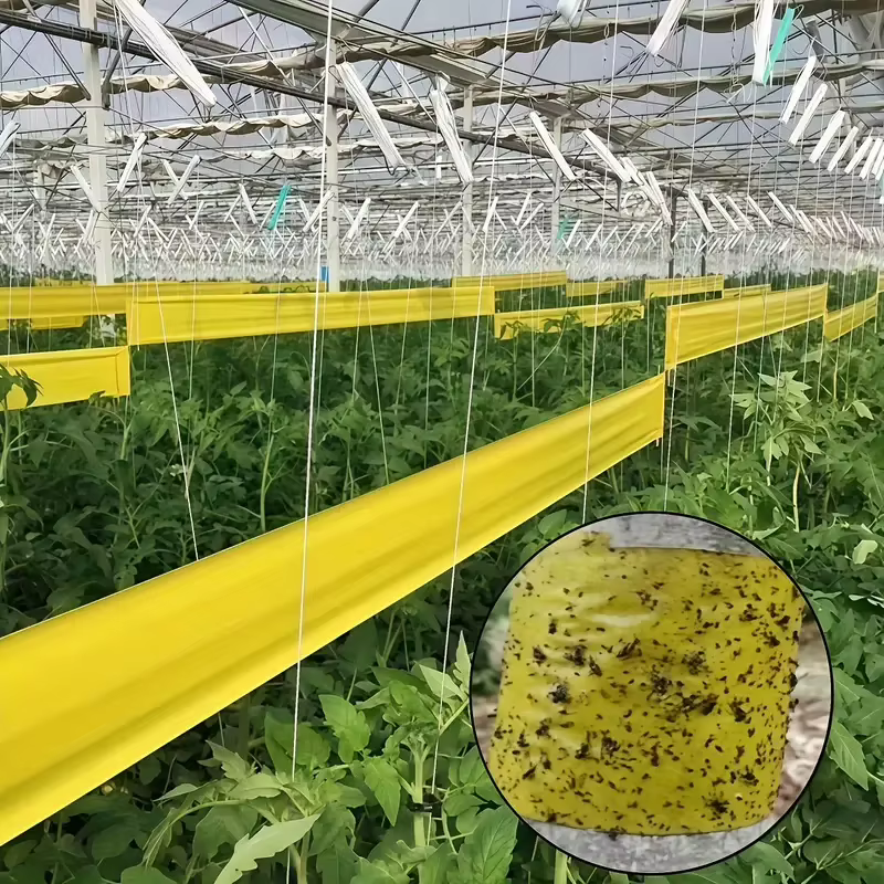 1 rouleau de ruban adhésif Double face pour barrière contre les insectes, efficace contre le lutte antiparasitaire en plein air, auto-adhésif adapté aux arbres et aux jardins