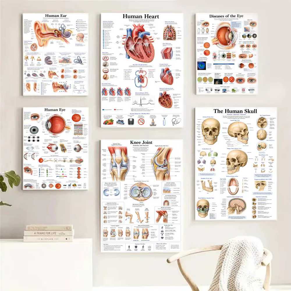 Anatomie de l'œil humain, système musculaire, peinture, calligraphie, images, décoration murale intérieure pour chambre, affiche sur toile, art mural