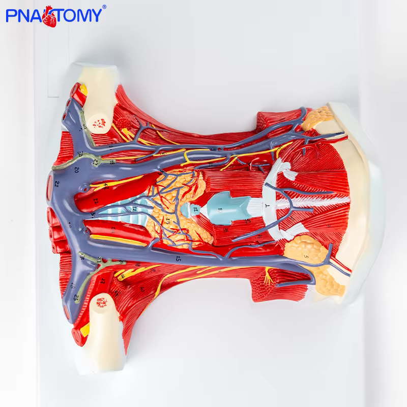 Anatomie complète du cou : modèle médical détaillé avec les muscles, les vaisseaux sanguins, les nerfs et les vertèbres cervicales